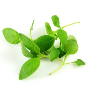 lemon bazalka 3t500 23